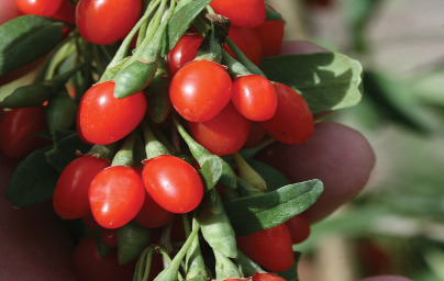 Годжи Бери (Lycium barbarum) Годжи Бери (Lycium barbarum)